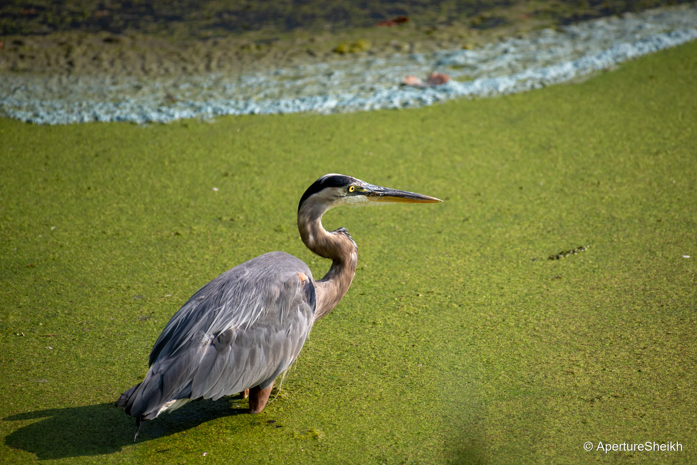 Stillness in the Shallows